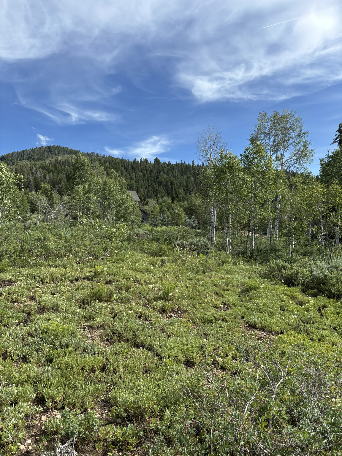 PINE MOUNTAIN NO.3 - Land