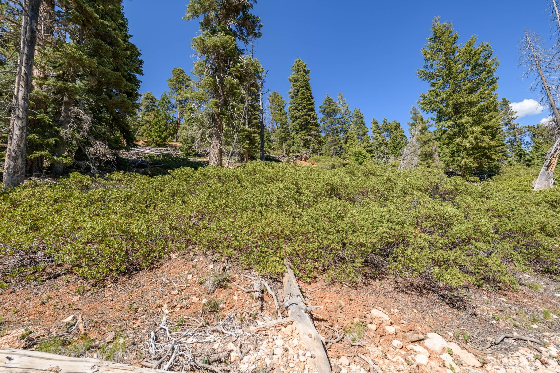 NAVAJO LAKE ESTATES - Land