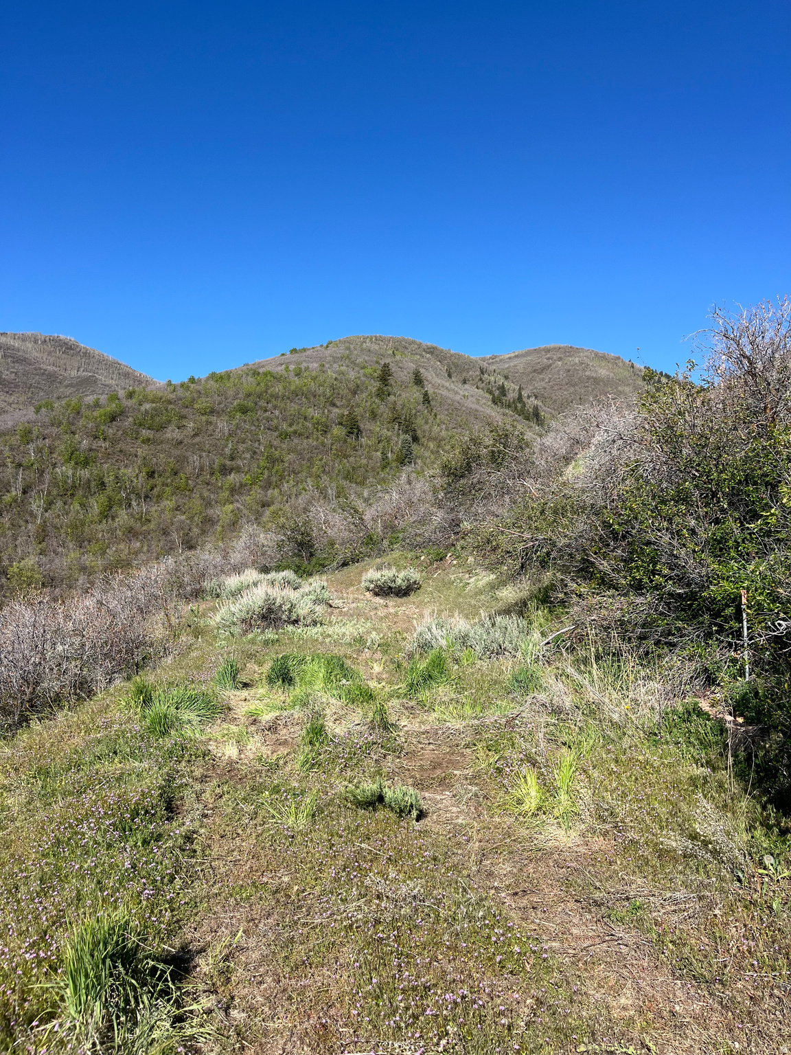 SWISS MOUNTAIN ESTATES - Land