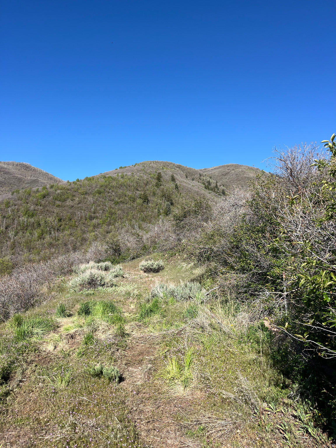 SWISS MOUNTAIN ESTATES - Land