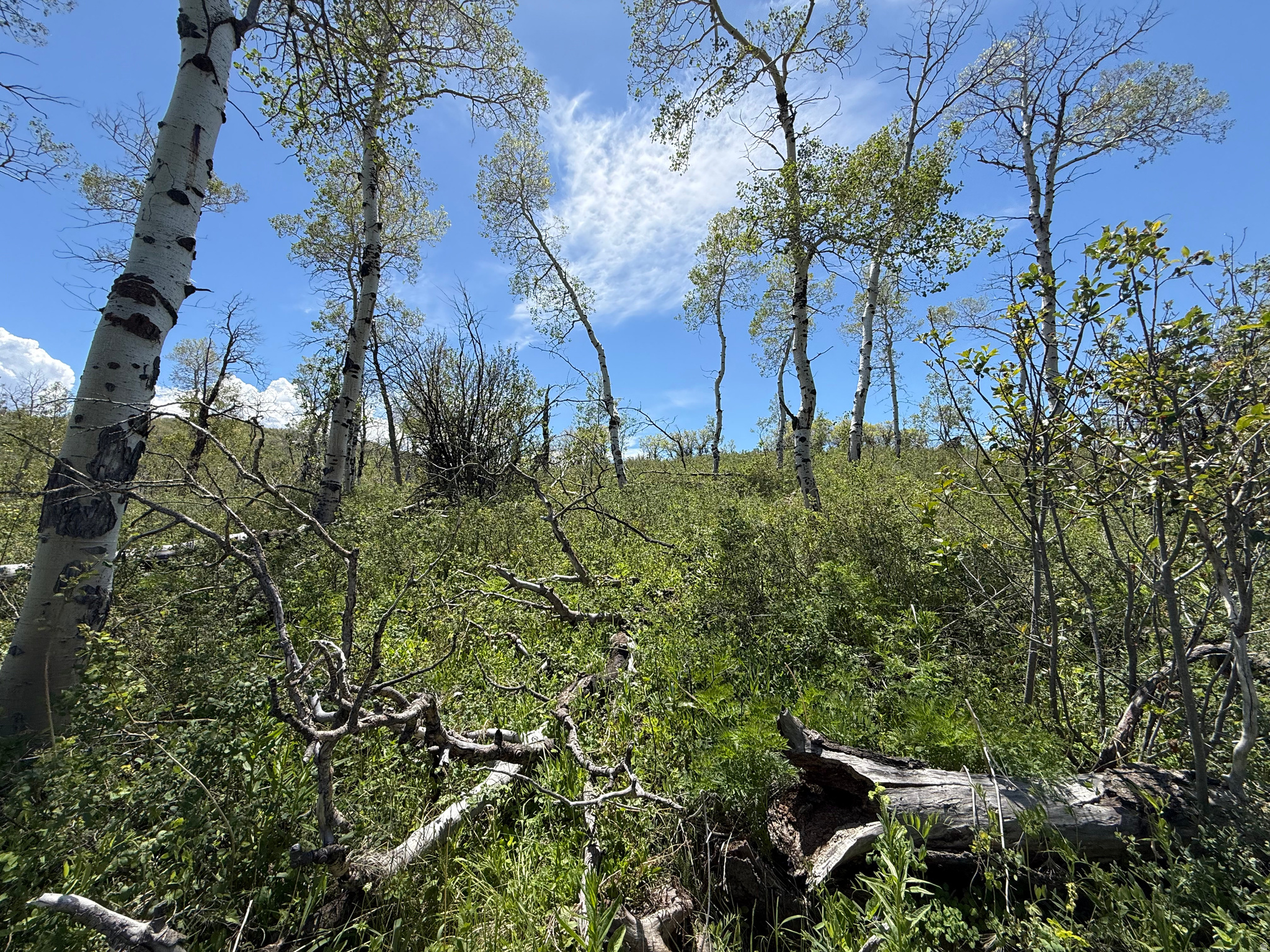 GRASSCREEK RANCHES - Land