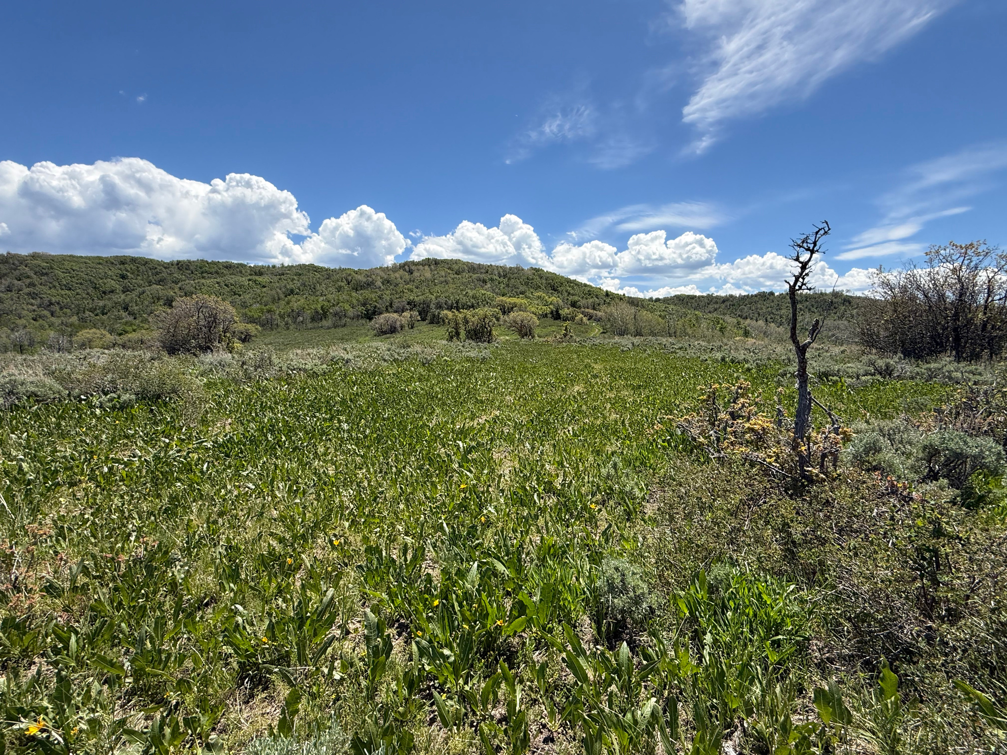 GRASSCREEK RANCHES - Land