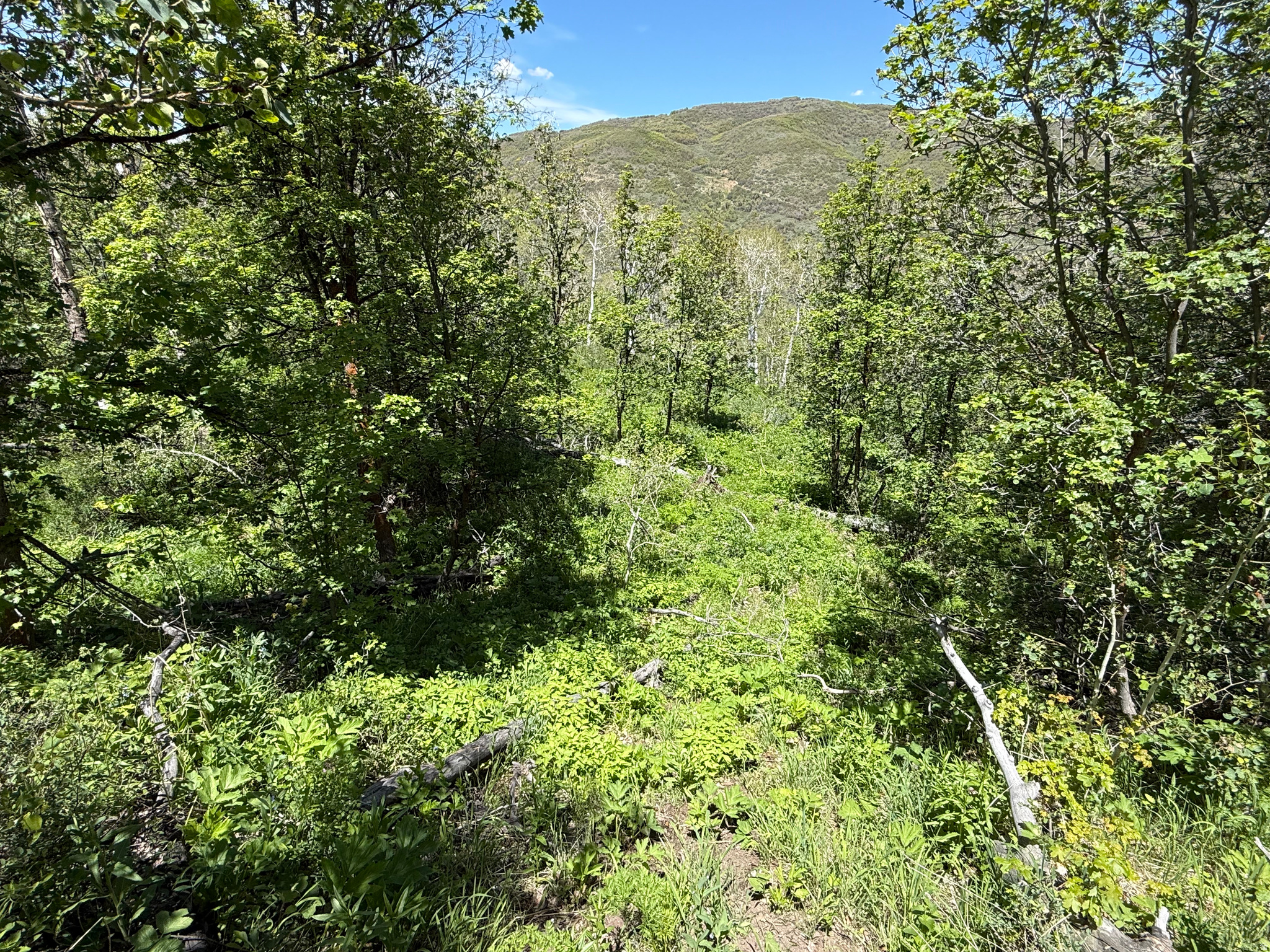 GRASSCREEK RANCHES - Land