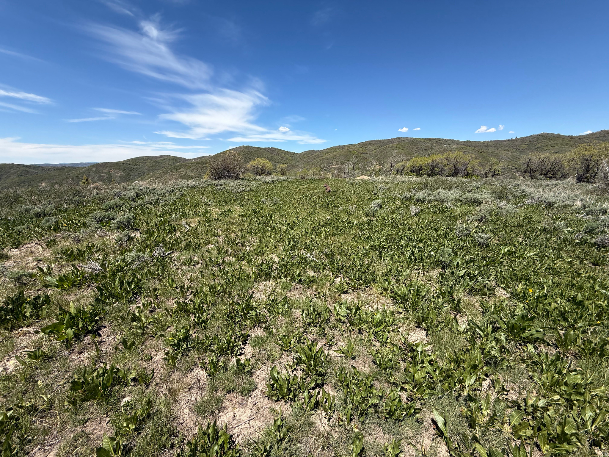 GRASSCREEK RANCHES - Land