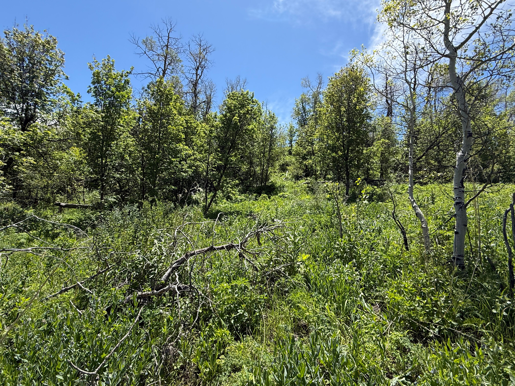 GRASSCREEK RANCHES - Land