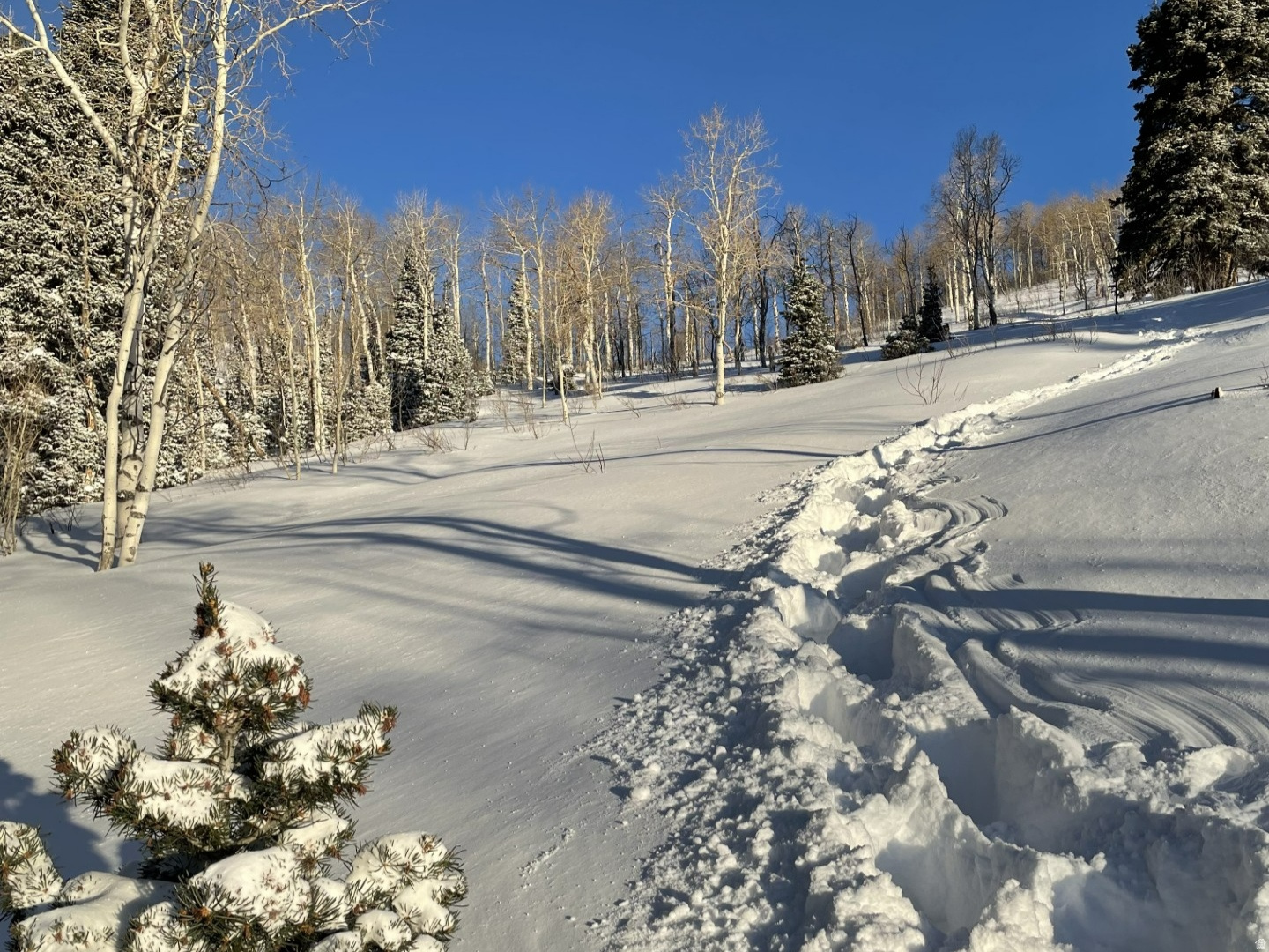 PINE MEADOWS - Land