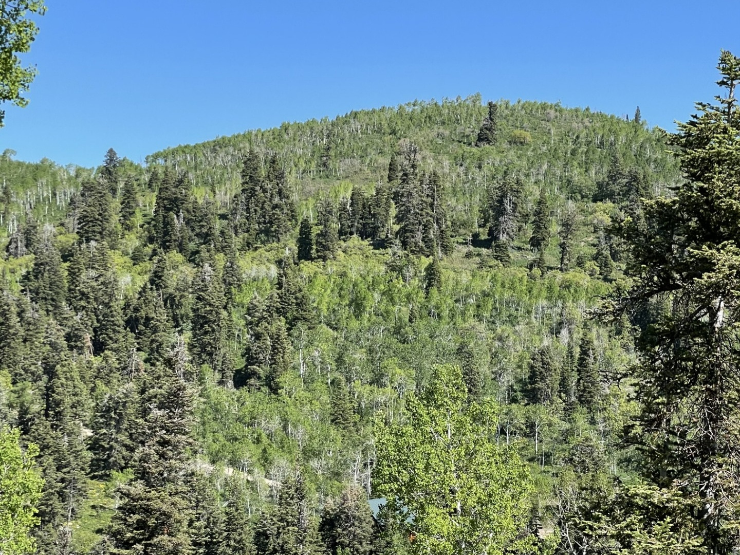 PINE MEADOWS - Land