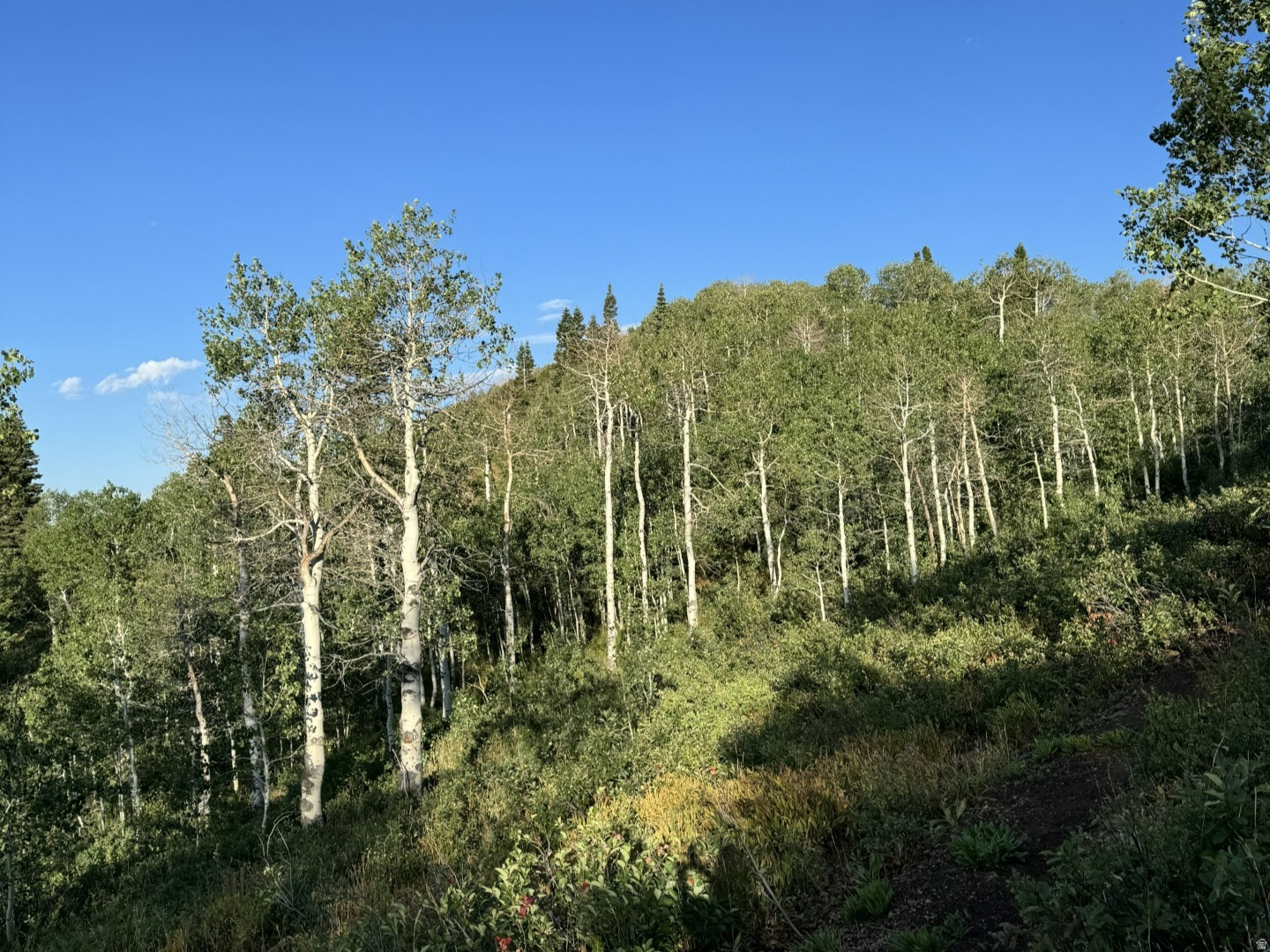 PINE MEADOWS - Land