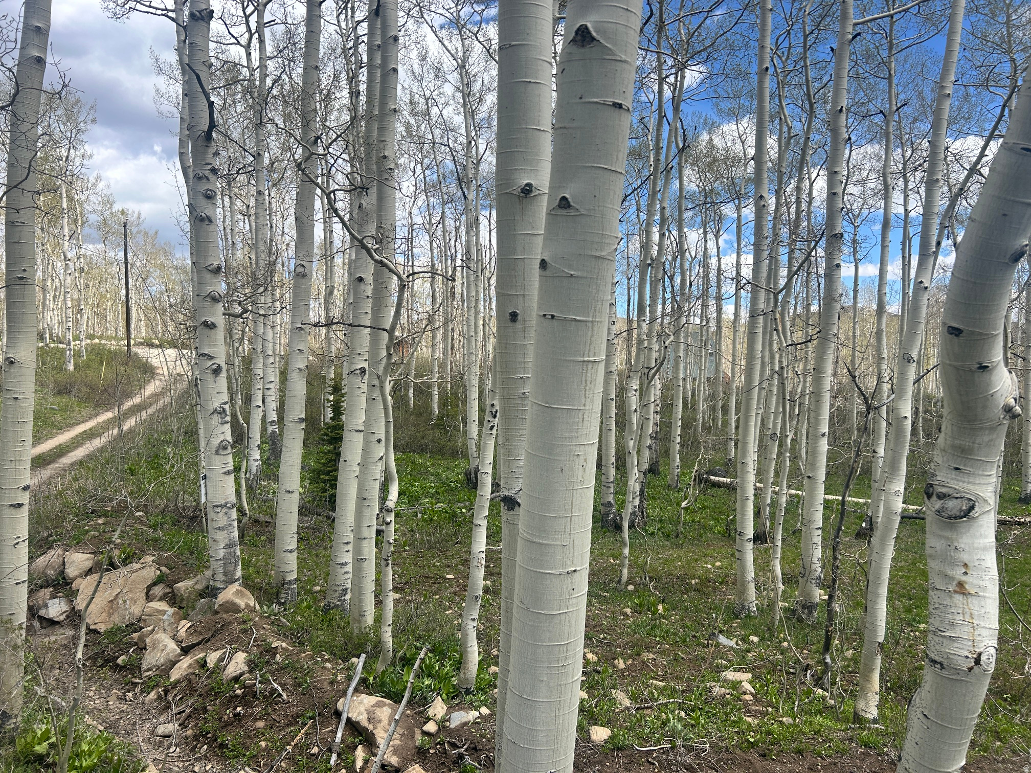 Looking for your own slice of mountain paradise? This dreamy lot in Brighton Estates is calling your name! Tucked among beautiful aspen trees with a gentle slope and a seasonal stream, it's the perfect spot to build your ultimate getaway cabin.  Close enough for convenience, far enough to feel like you've truly escaped. Come make your mountain dream a reality!