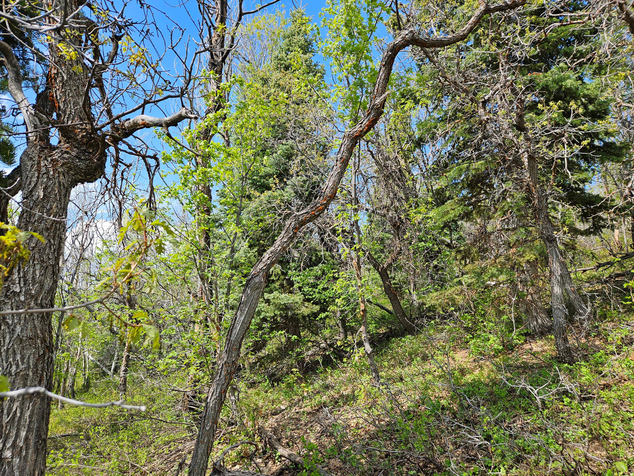 ASPEN HILLS - Land