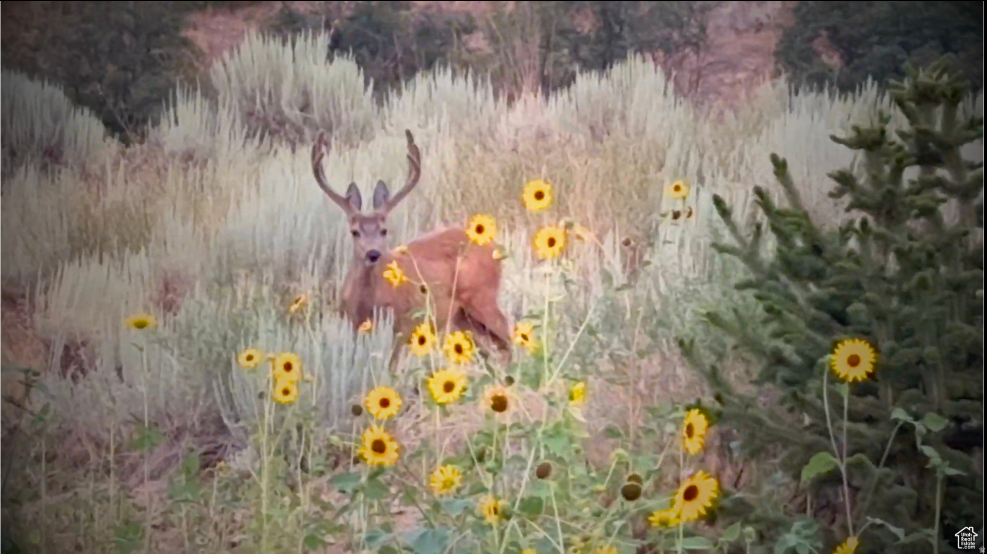 THE PRESERVE AT MAPLETON - Land