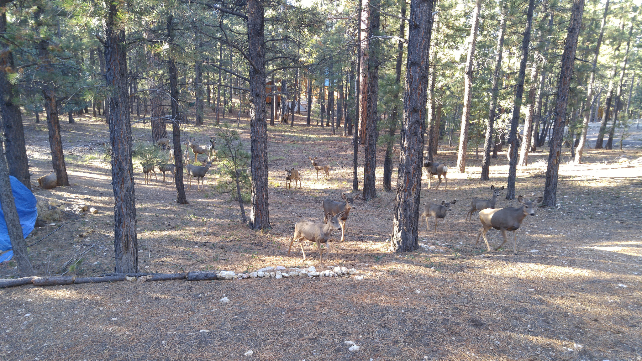 SWAINS CREEK PINES - Residential