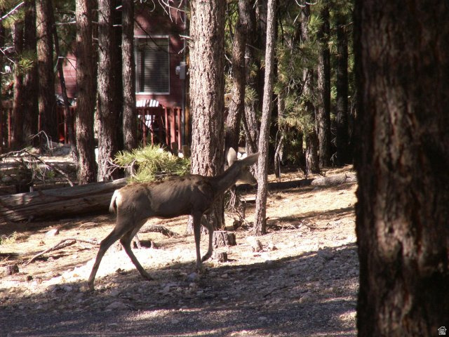 SWAINS CREEK PINES - Residential