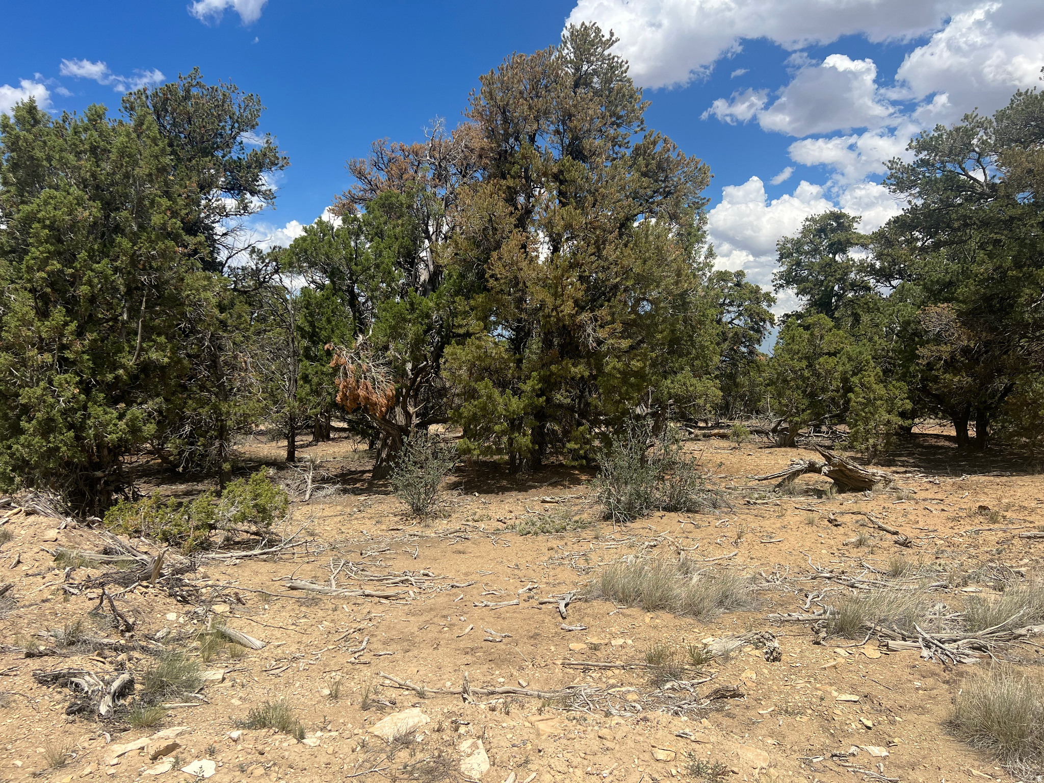 CEDAR MTN #9 - Land
