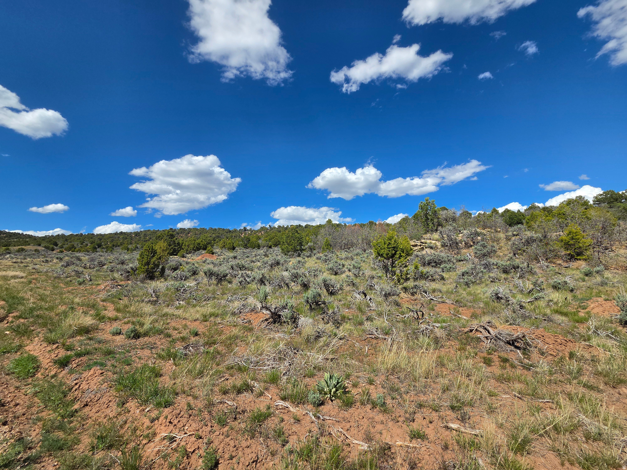OAK HILLS RANCH - Land