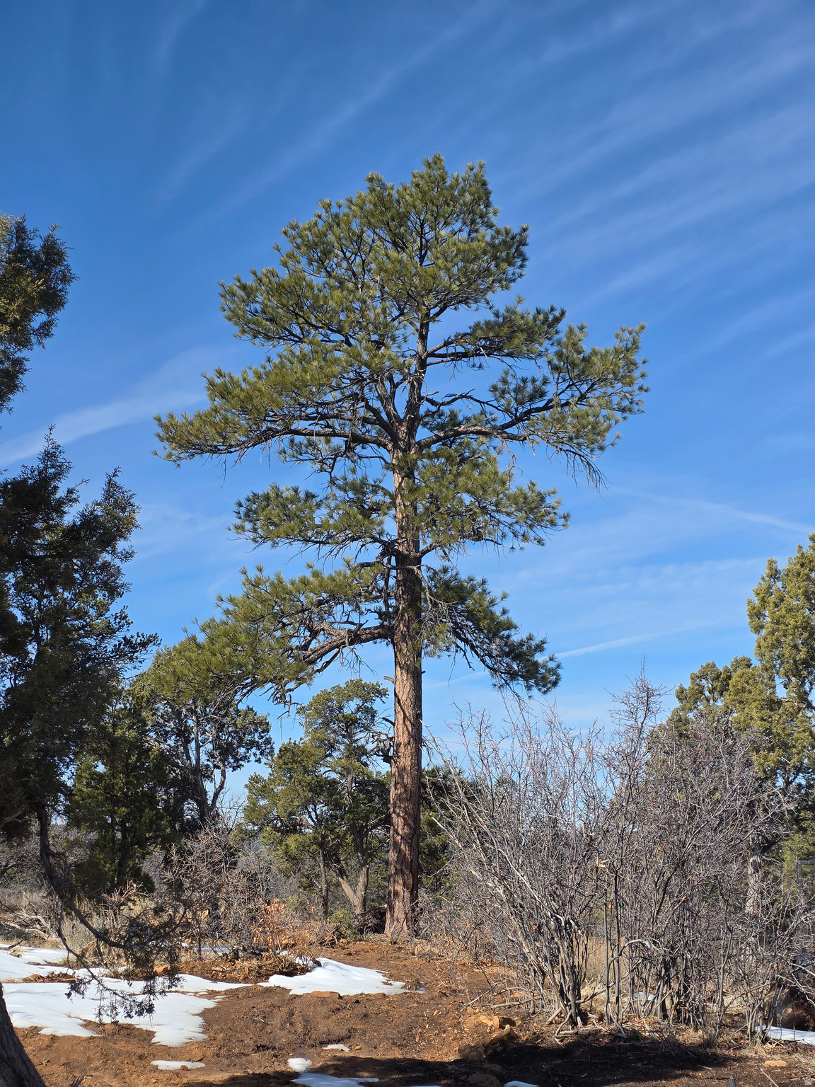 WOODLANDS AT LA SAL SUBDIVISION - Land