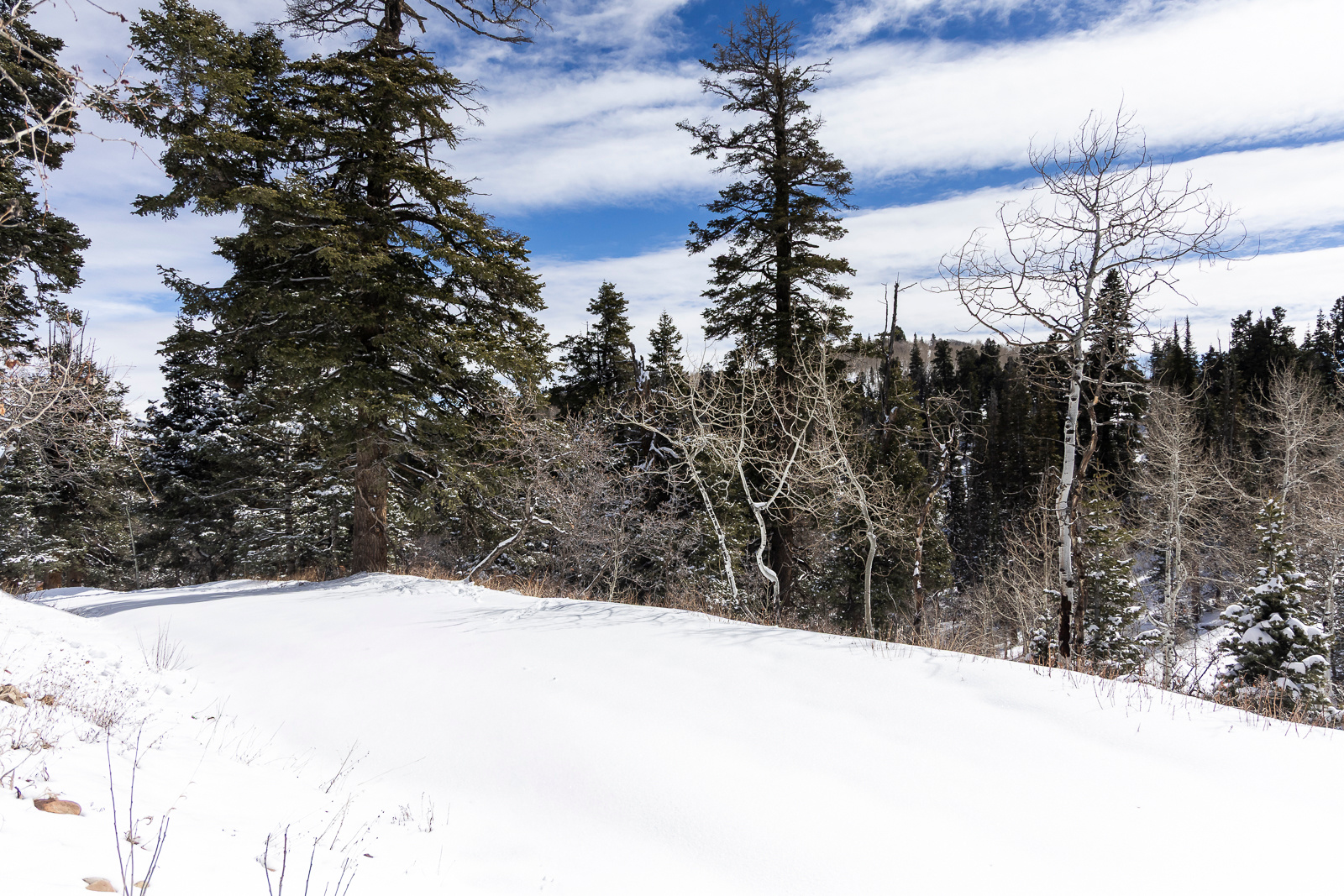 PINE MEADOW RANCH - Land