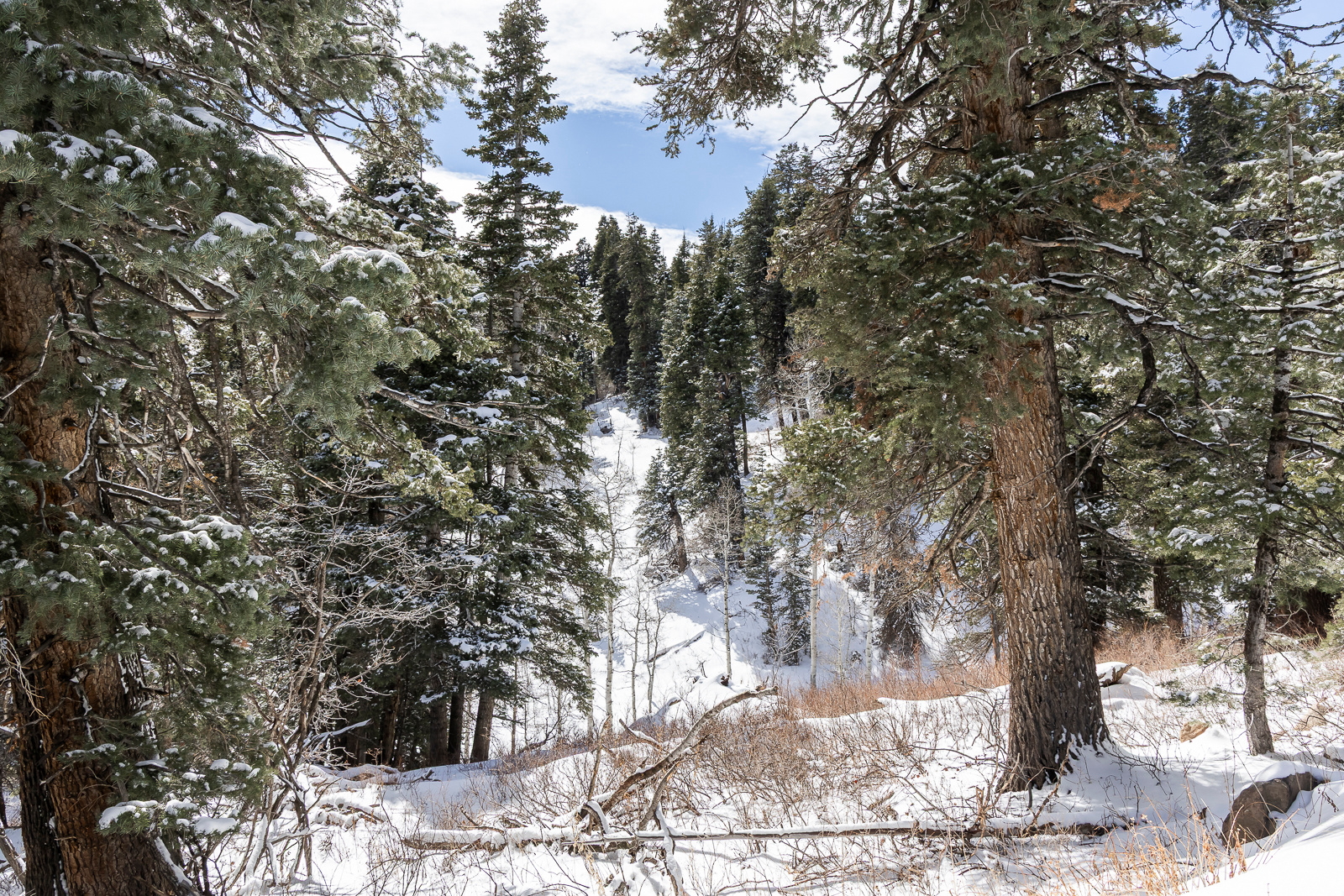 PINE MEADOW RANCH - Land