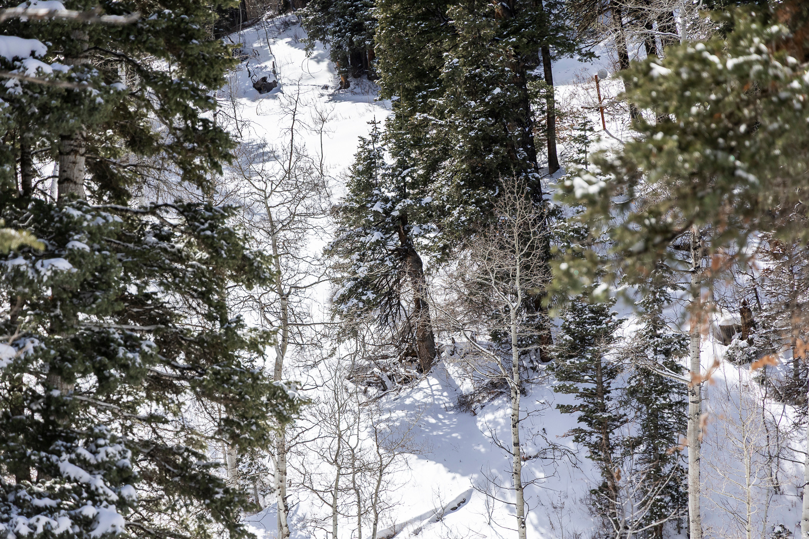 PINE MEADOW RANCH - Land