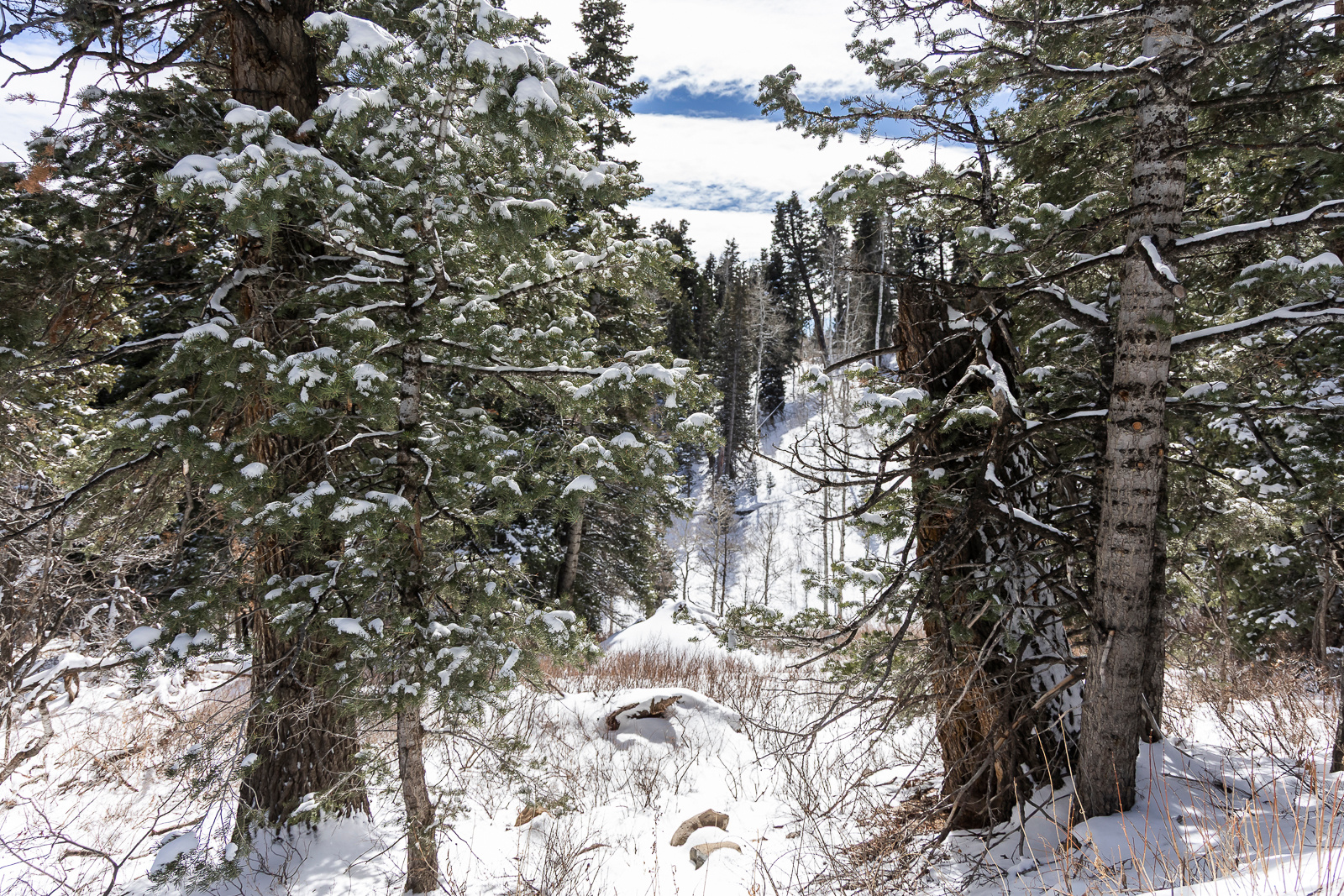 PINE MEADOW RANCH - Land