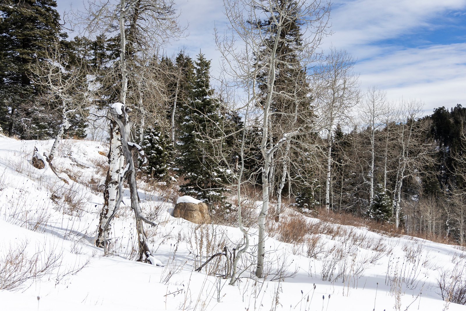 PINE MEADOW RANCH - Land