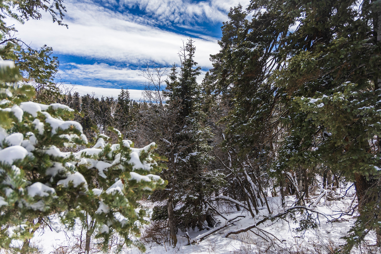 PINE MEADOW RANCH - Land