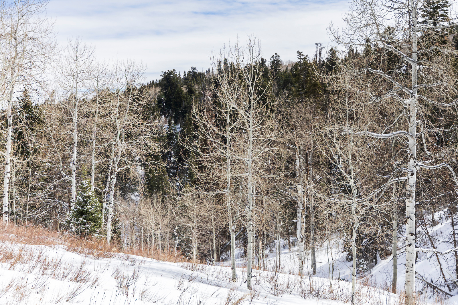 PINE MEADOW RANCH - Land