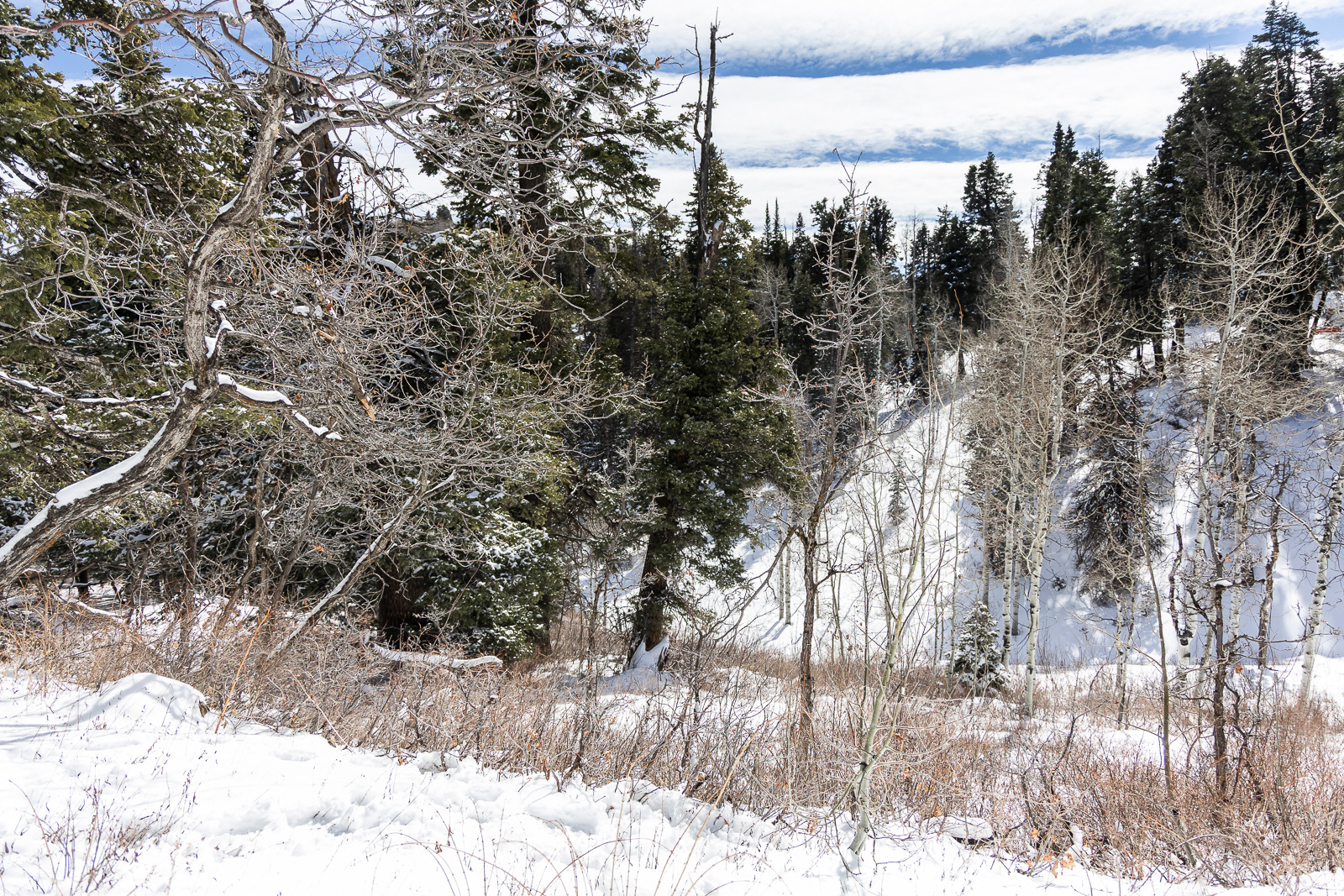 PINE MEADOW RANCH - Land