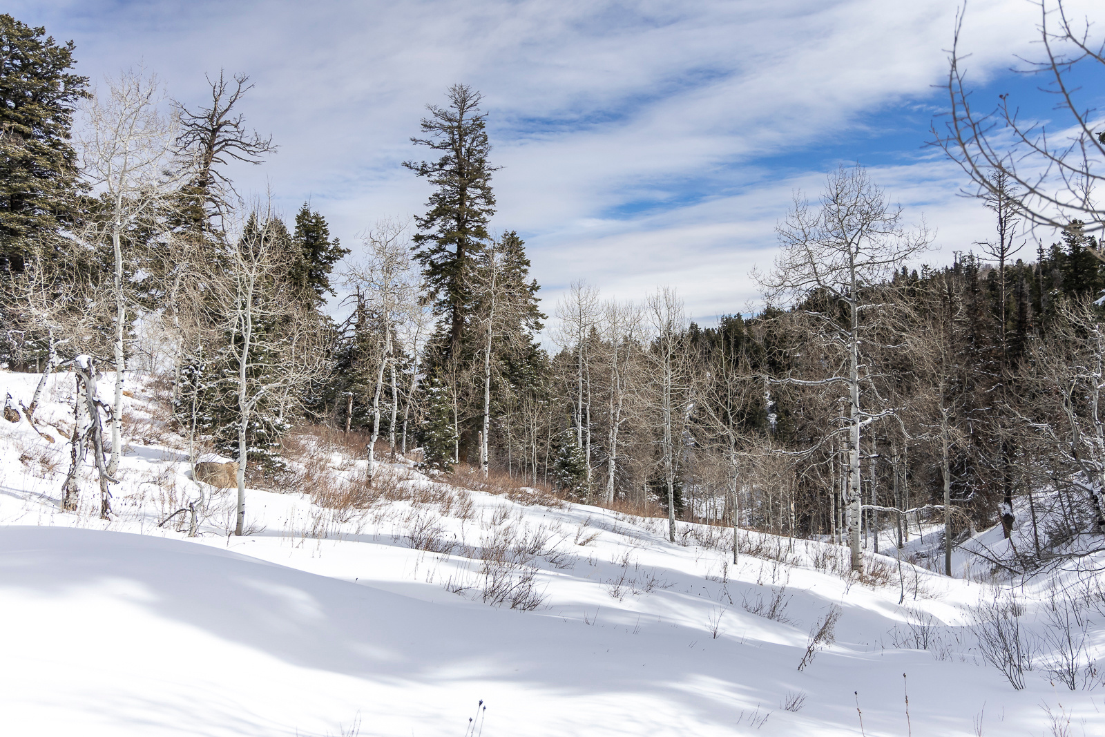 PINE MEADOW RANCH - Land