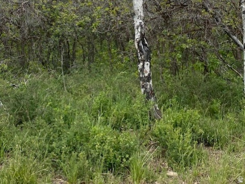 FOREST MEADOW SUBDIVISION - Land