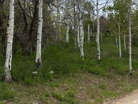 FOREST MEADOW SUBDIVISION - Land