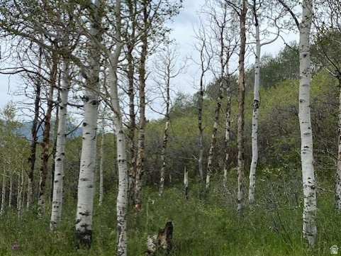 FOREST MEADOW SUBDIVISION - Land