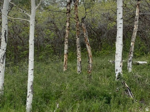 FOREST MEADOW SUBDIVISION - Land