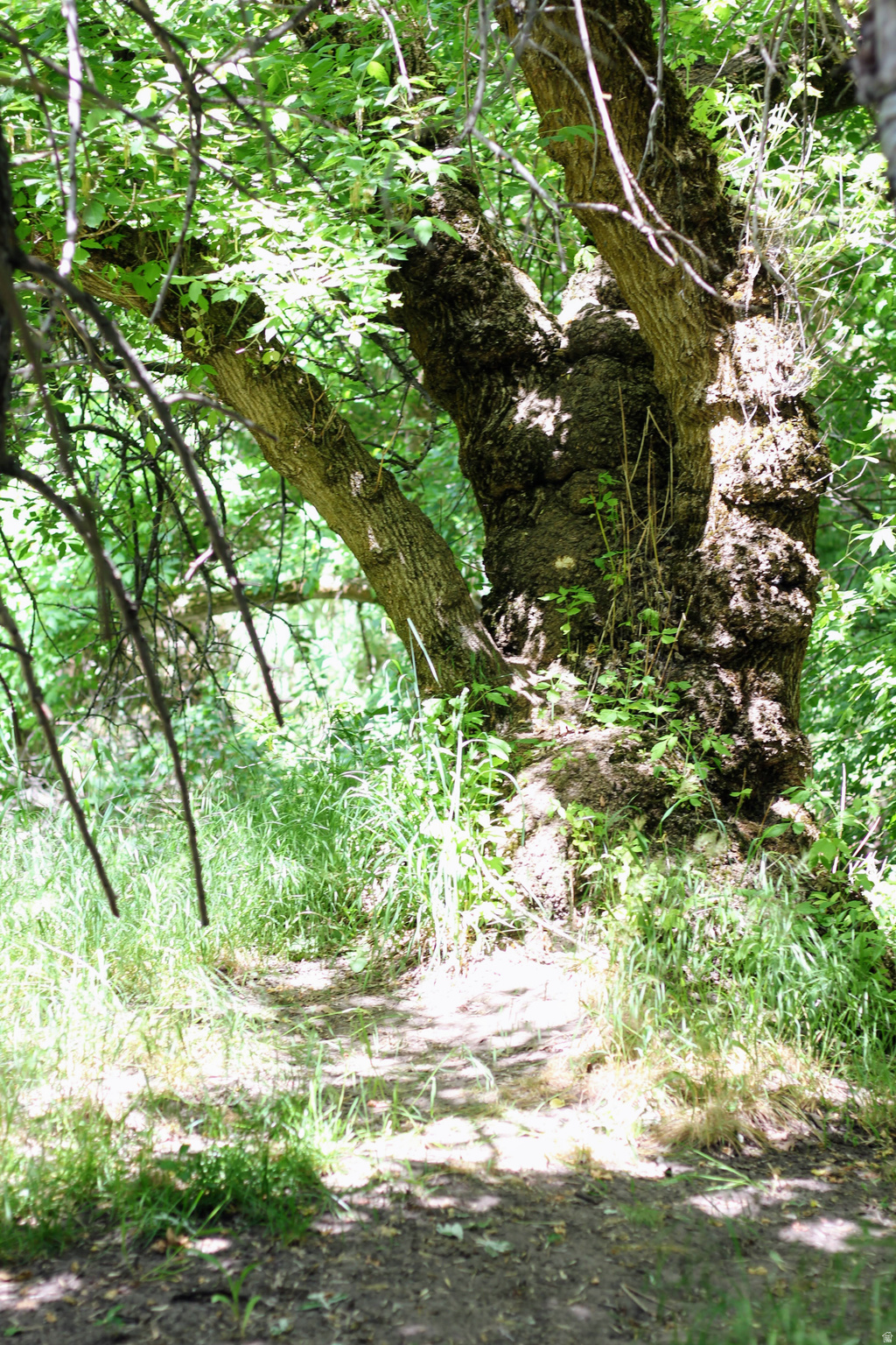 TWIN CREEK ESTATES & RUN - Residential