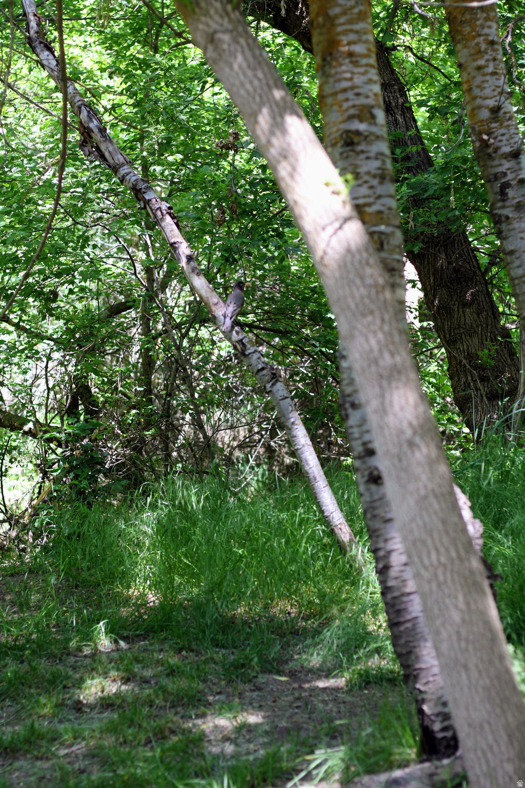 TWIN CREEK ESTATES & RUN - Residential