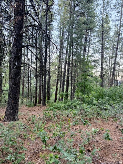 KOLOB PINES - Land