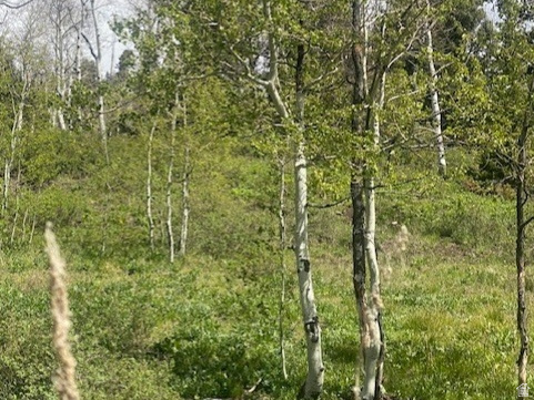 PINE MEADOW RANCH - Land