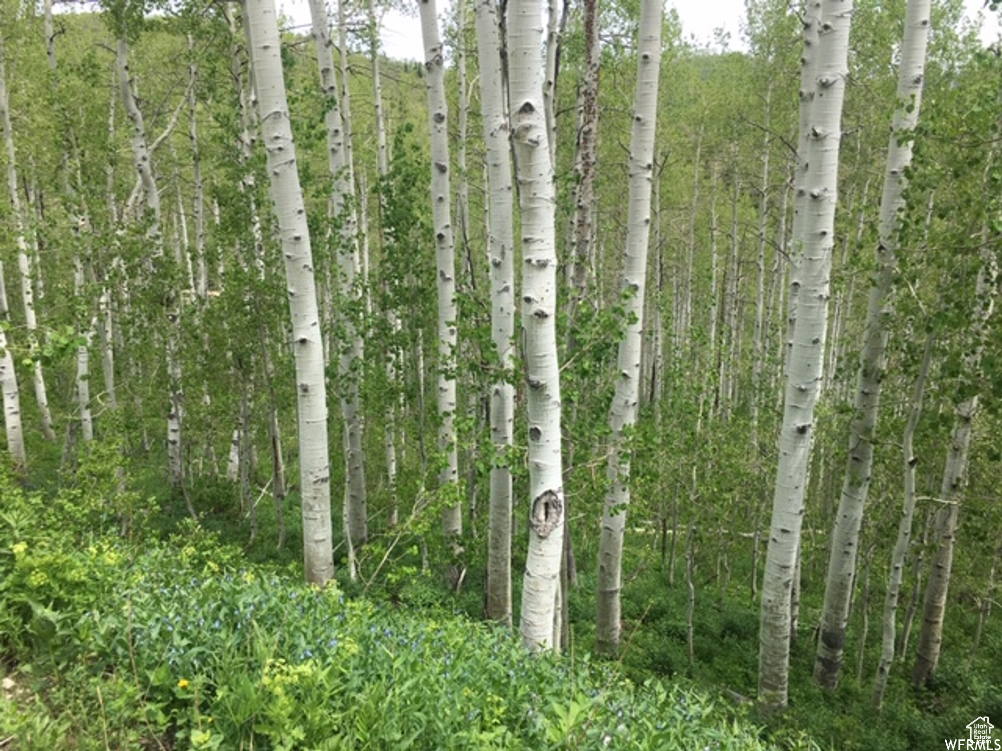 PINE MEADOW RANCH - Land