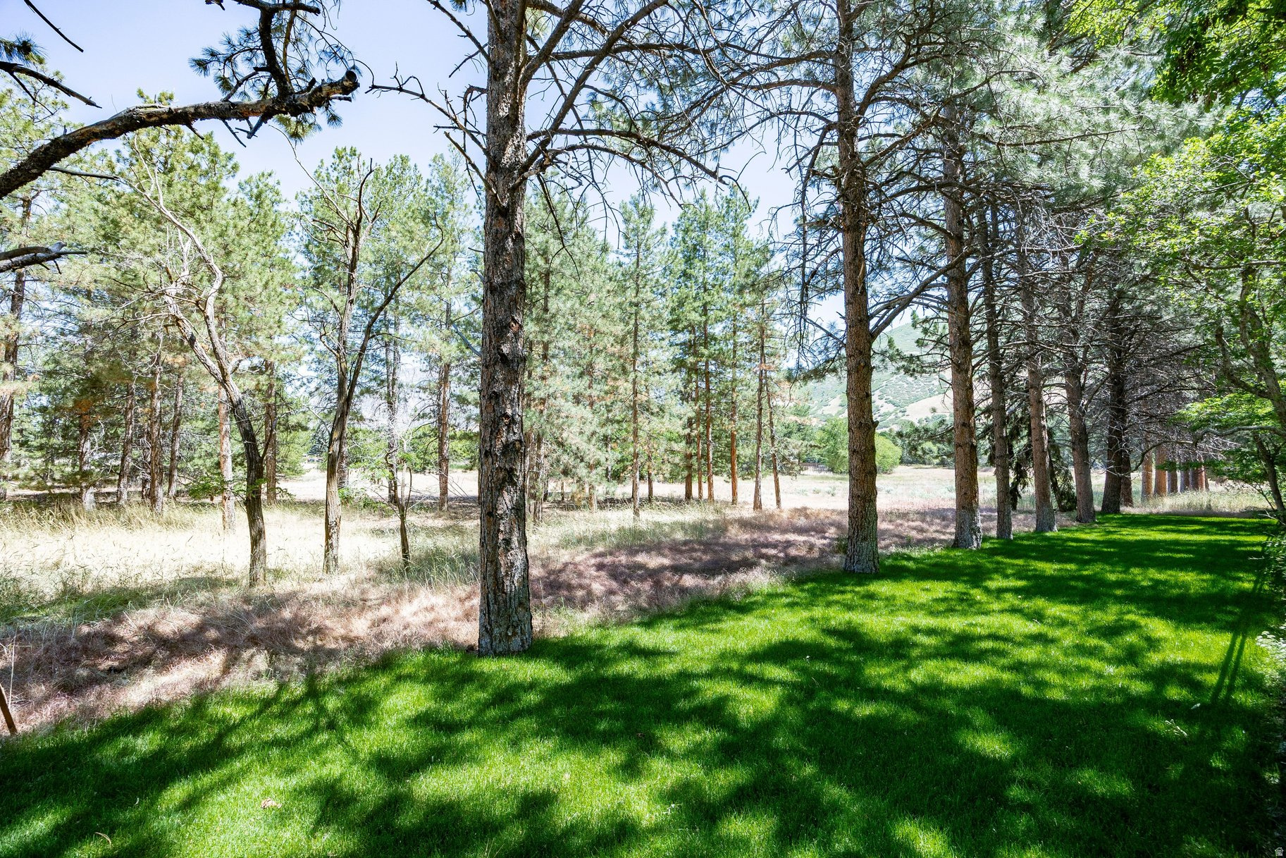 TREE FARM ESTATES - Residential