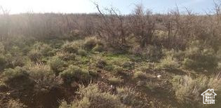 MOUNT BALDY ESTATES - Land