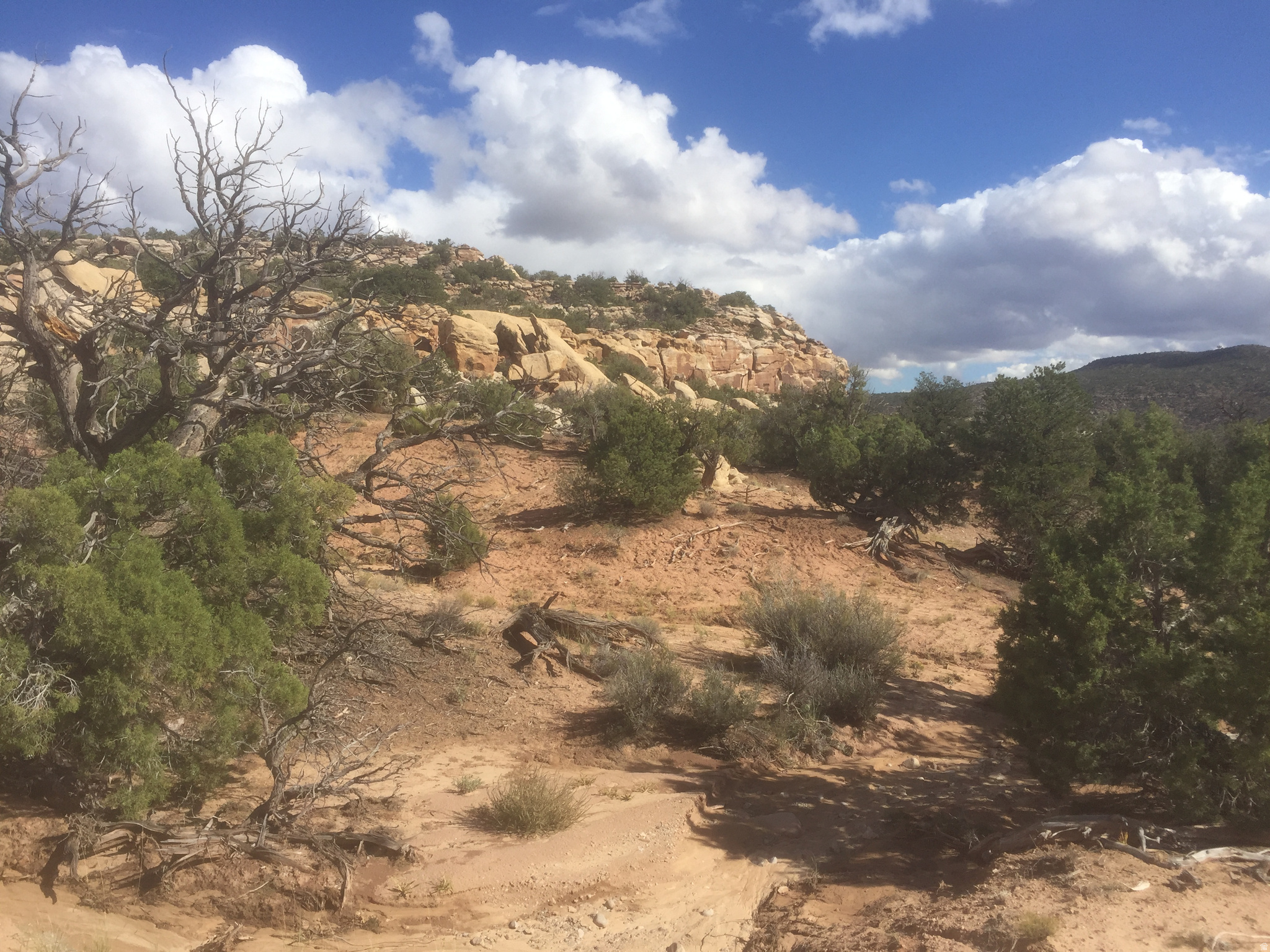 BRIDGER JACK MESA - Land