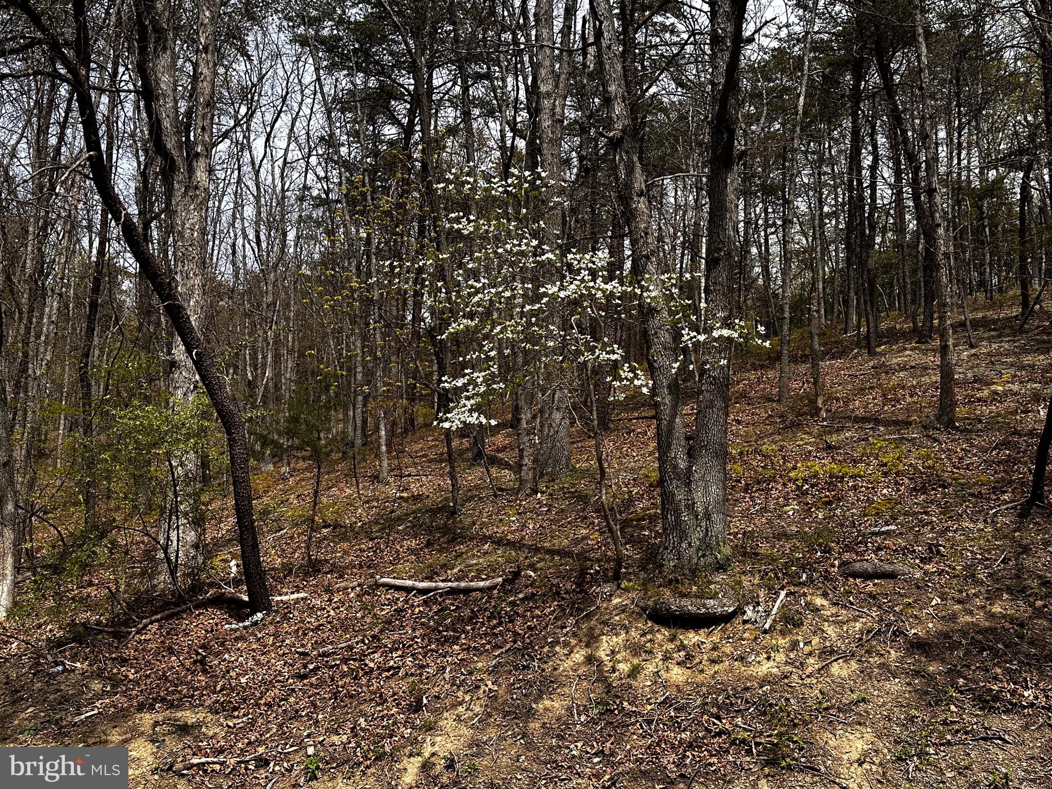 SUGAR RUN - Land