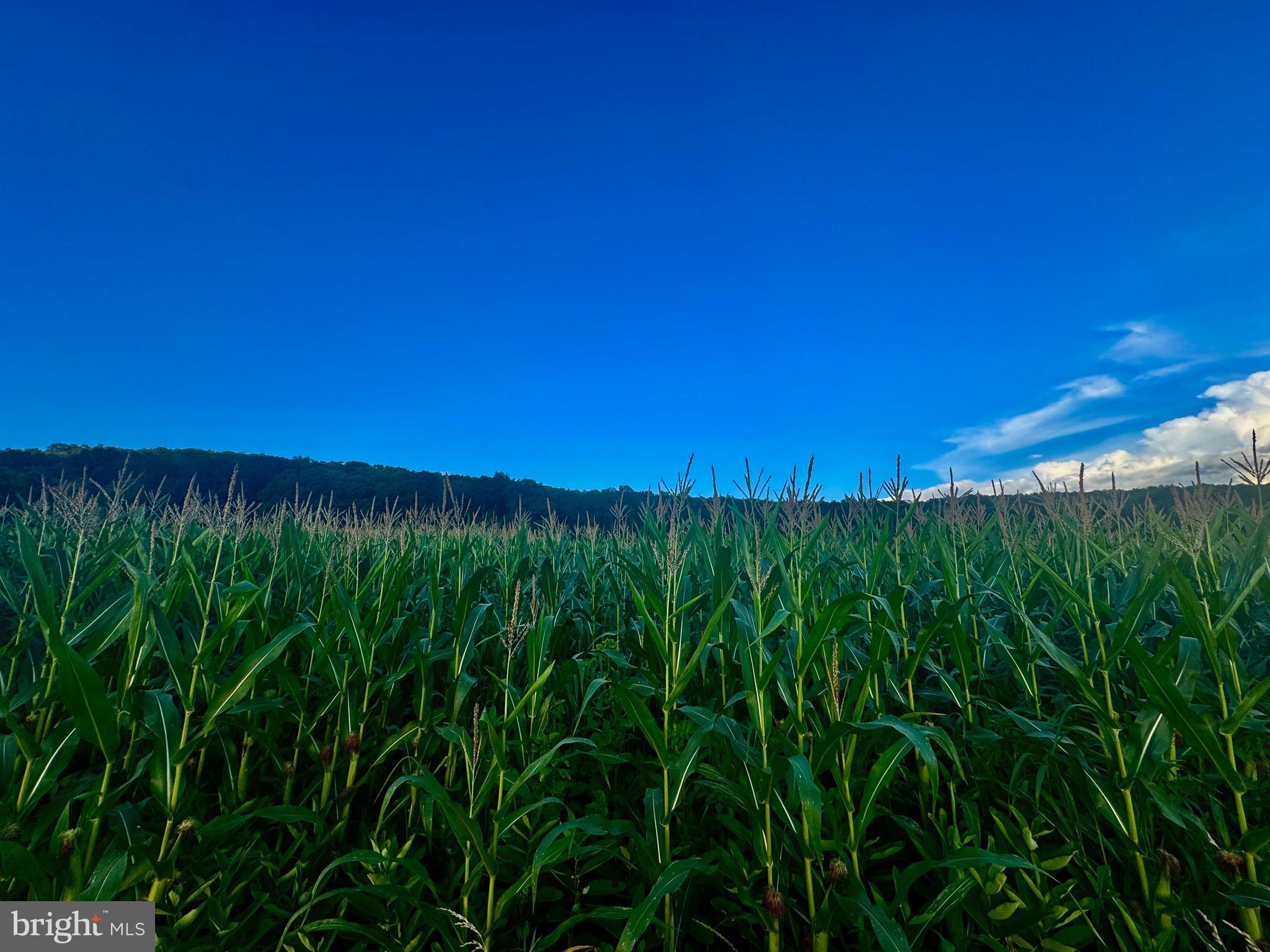 NONE - Farm