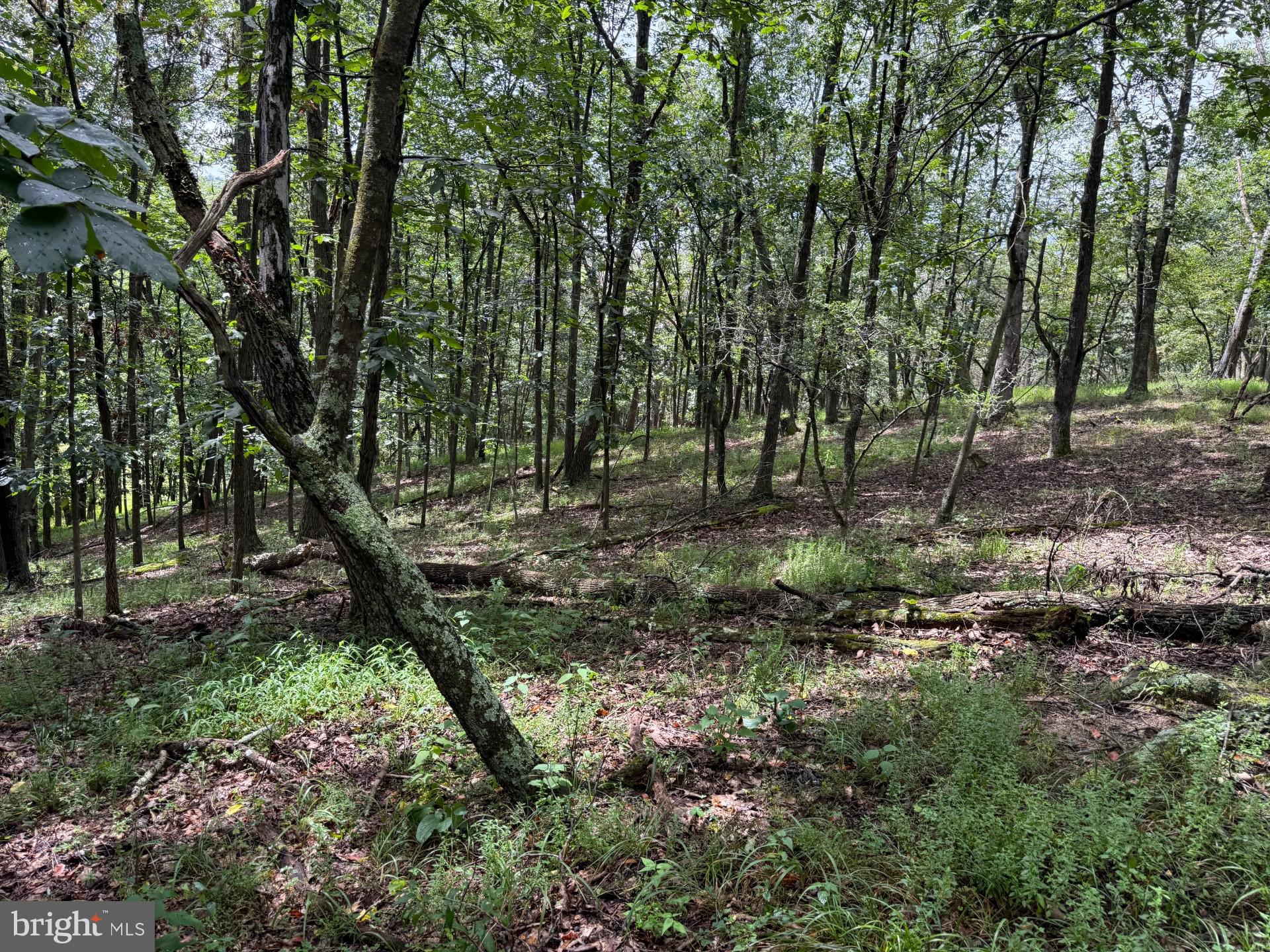 Unrestricted 55 acres of raw mountain land right on A.J. Kelly Road, near the Hampshire–Hardy County line in the heart of the Appalachian Mountains. Less than two hours from Washington, D.C., this property puts you deep in the mountains while staying within reach of the big city. A true recreational paradise, this land is perfect for hunting, homesteading, or building your getaway cabin. With no restrictions, you can create your own retreat, rent out cabins for income, or simply enjoy the freedom to use the land as you wish.
If you’re looking for big woods, privacy, and the freedom to live or play on your terms, this 55-acre tract delivers.
