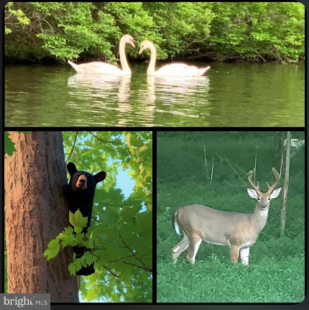 BEECH MOUNTAIN LAKES - Residential