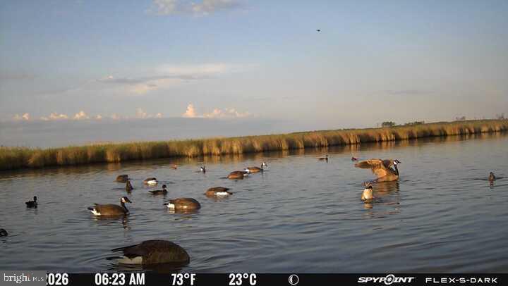 Birds-Birds-Birds... – This unique hunting property, along with an existing church, has the potential to be your dream hunting lodge. This remarkable estate offers a rare opportunity to own your hunting camp in the heart of nature's bounty, bordered on the southern property line by Fishing Bay Wildlife Sanctuary. The property's key feature is its ideal location, nestled in the serene surroundings of Crapo, MD, offering a tranquil escape from the hustle and bustle of modern life. While conveniently close to modern metro centers, it's ideally situated amid some of the best hunting and fishing grounds on the East Coast. The property boasts an existing church that opens up exciting possibilities. Transform it into your hunting lodge, creating a unique and atmospheric retreat for you and your friends. For hunting enthusiasts, this property is a haven for Sika deer and waterfowl. The property is expertly set up for duck hunting and features a long boardwalk that takes you to the duck pond and duck blind in the center of the marsh. And a convenient location in the pines with a deer stand and feeder. Immerse yourself in the natural beauty and abundance of wildlife that surrounds you, creating an unparalleled hunting experience. Take advantage of this rare opportunity to own an affordable piece of paradise. Whether you're a seasoned hunter or looking to establish a nature retreat, this property offers a cost-effective way to make your dreams a reality. This is more than just a property; it's an invitation to immerse yourself in the great outdoors, create lasting memories, and build a unique haven for hunting and relaxation. You can use the opportunity to make 3241 Robbins Rd your private retreat in the heart of nature's wonders. The property consists of two lots. Church: 0.519 acres (See the attached survey plat in documents). The more considerable lot: the tax map indicates 15 acres; however, the survey documents indicate 34.5 acres. (A survey performed by the former owner but not recorded is attached in the documents, indicating 34.5 acres are connected to the documents)
