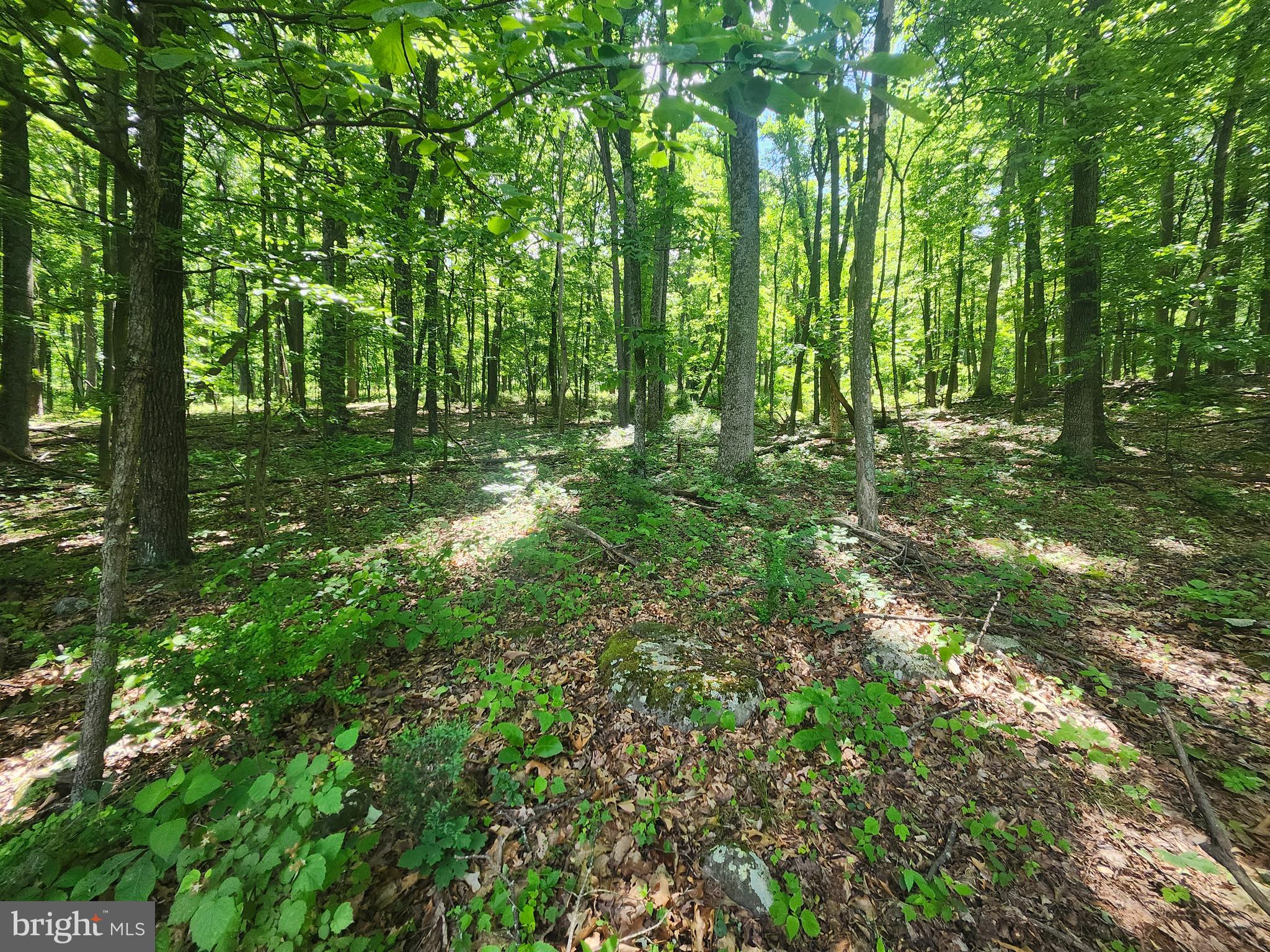 Tucked into the rugged and beautiful West Virginia Mountain landscape is where you will find this affordable 3 Acre parcel of land.  Just outside the town of Capon Bridge makes this a perfect location for those looking to get away for the weekend or live year-round!  With easy restrictions in place, this retreat welcomes mobile homes and recreational vehicles, inviting individuals to create their own rustic retreat or cozy camping.  Wake up to the crisp mountain air, stepping outside your door, and immersing yourself in the lush greenery and nature that surrounds you.  The lot is wooded and easily walkable, offering a gentle slope from front to back.  Road frontage and access to utilities close by.  Enjoy dining, music, shopping and floating the Capon River all nearby!  Whether you're seeking solace in the great outdoors or yearning for the freedom of living among the trees, this affordable West Virginia Mountain lot beckons you to bring your dreams to life and enjoy rural living.  Adjoining 3-acre lot is also for sale – buy both and have more room to spread out!!  
ADJOINING LOT LOT #65 ( PARCEL ID NO. 14-1-25-79) WITH 3 ACRES ALSO FOR SALE (MLS# WVHS2004754   )
