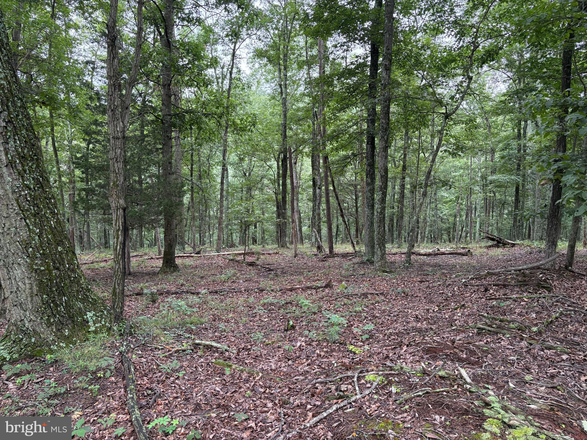 CEDAR GROVE ESTATES - Land