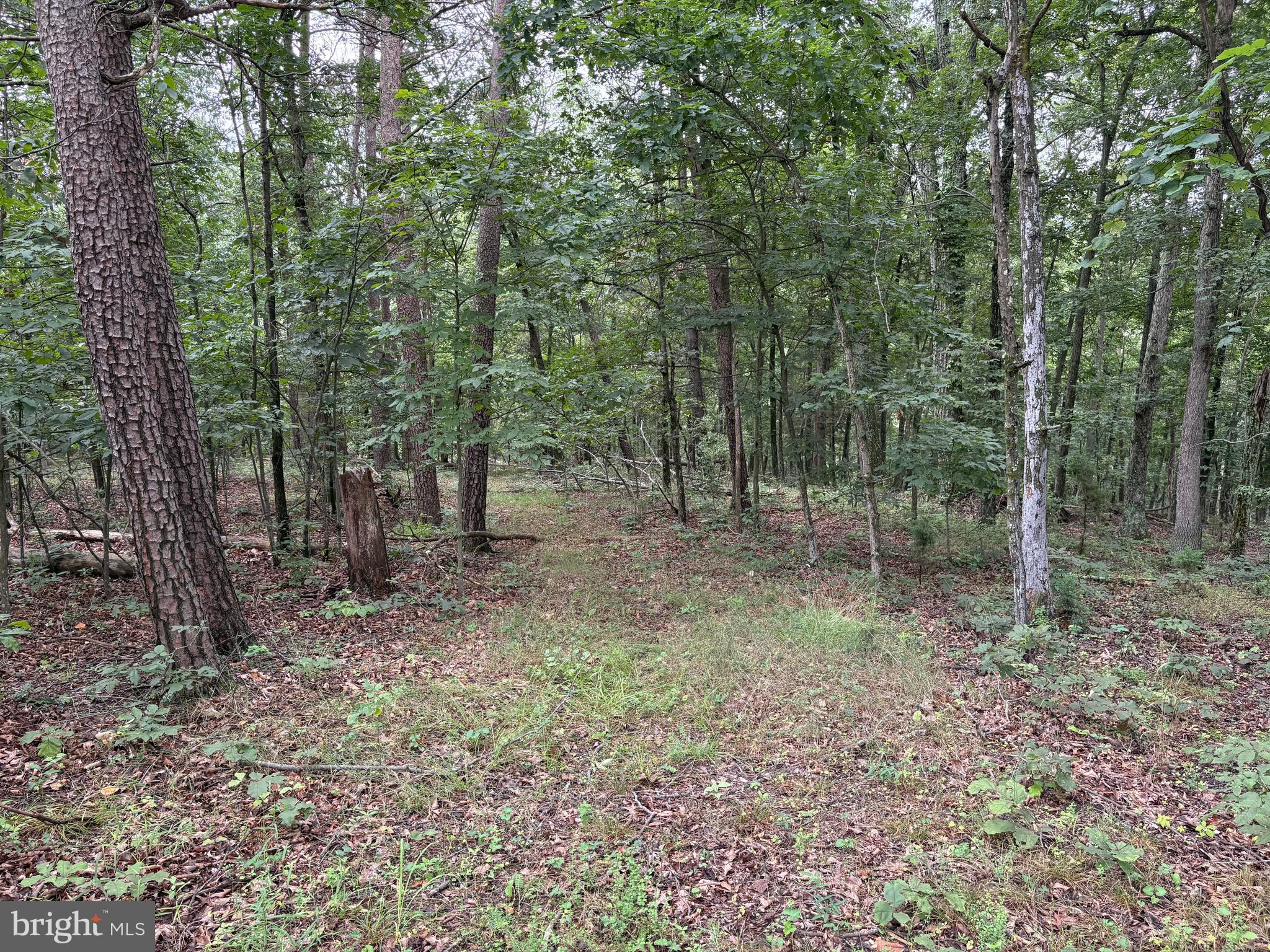 CEDAR GROVE ESTATES - Land