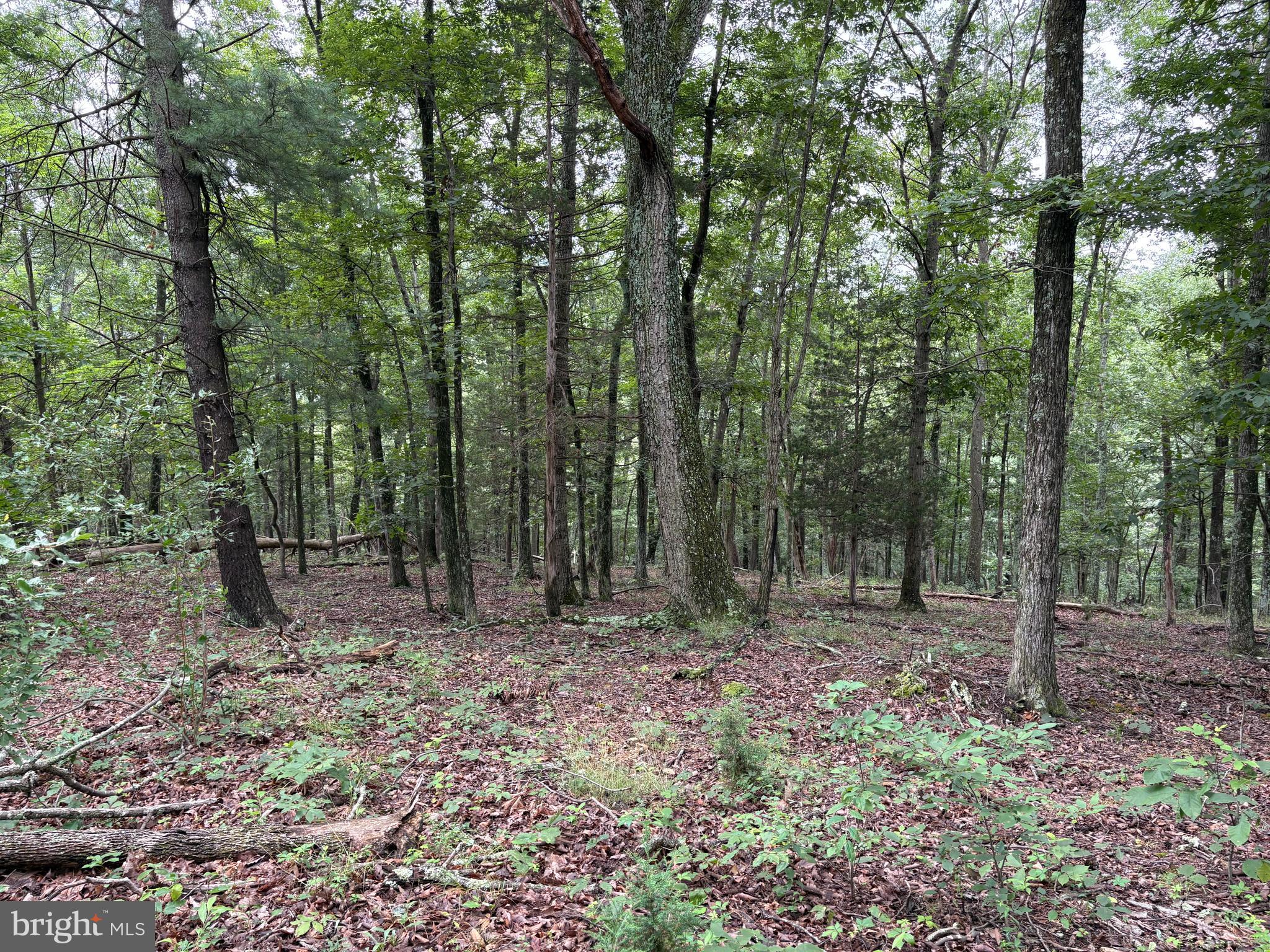 CEDAR GROVE ESTATES - Land
